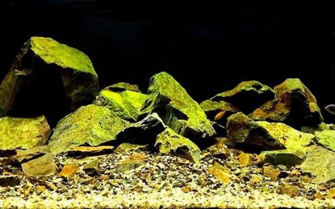 莫桑比克与坦桑尼亚交界马拉维湖岩岸 原生缸造景 18年第117名