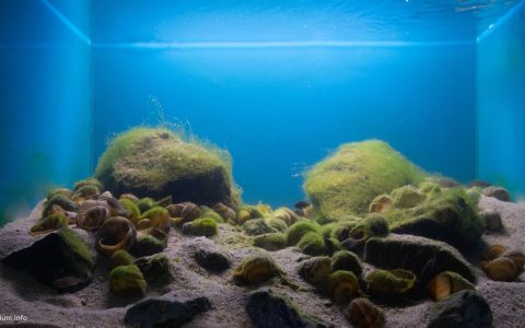 赞比亚 坦噶尼喀湖 钦巴贝壳床生态区 原生缸造景 18年第119名