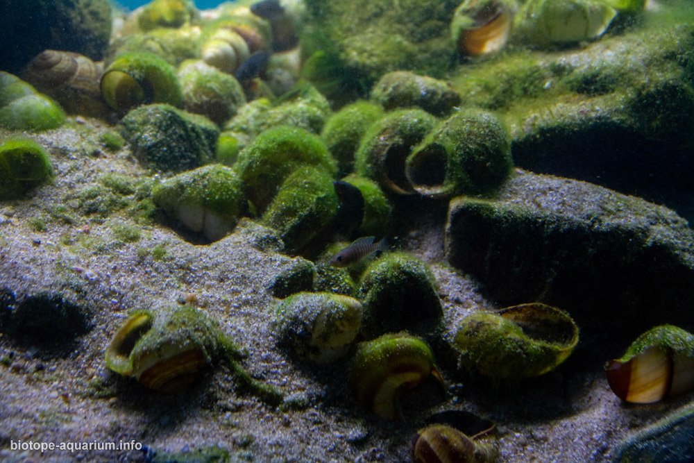 赞比亚 坦噶尼喀湖 钦巴贝壳床生态区 原生缸造景 18年第119名