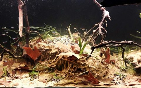 巴西 内格罗河 亚马孙河最大支流 原生缸造景 18年第122名
