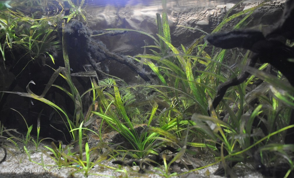 玻利维亚瓜波雷河伊特内斯沿岸浅水区 原生缸造景 18年第123名