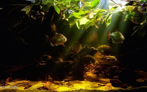 圭亚那库鲁普卡里区埃塞奎博河静水湾 原生缸造景 18年第51名