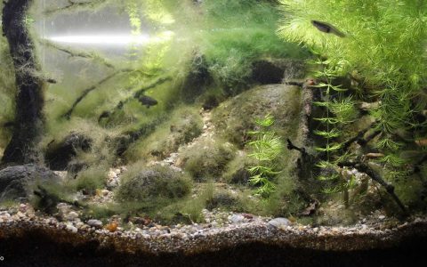 土耳其阿达纳塞伊汉河缓流沿岸 原生缸造景 18年第53名