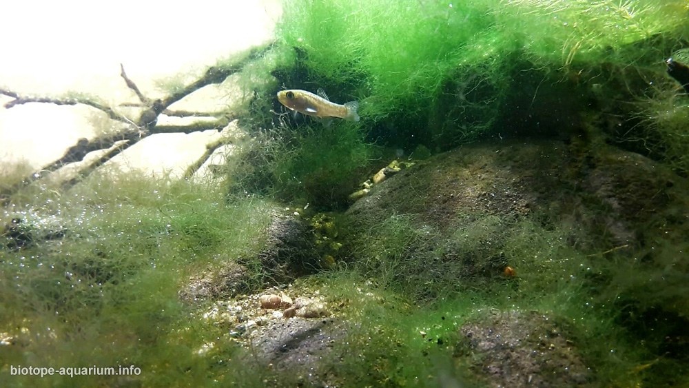 土耳其阿达纳塞伊汉河缓流沿岸 原生缸造景 18年第53名