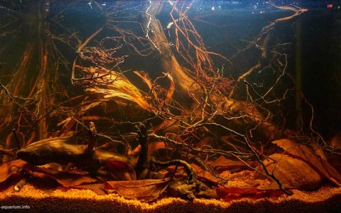 印尼 加里曼丹 布通克 巴里托河回水区 原生缸造景 18年第55名