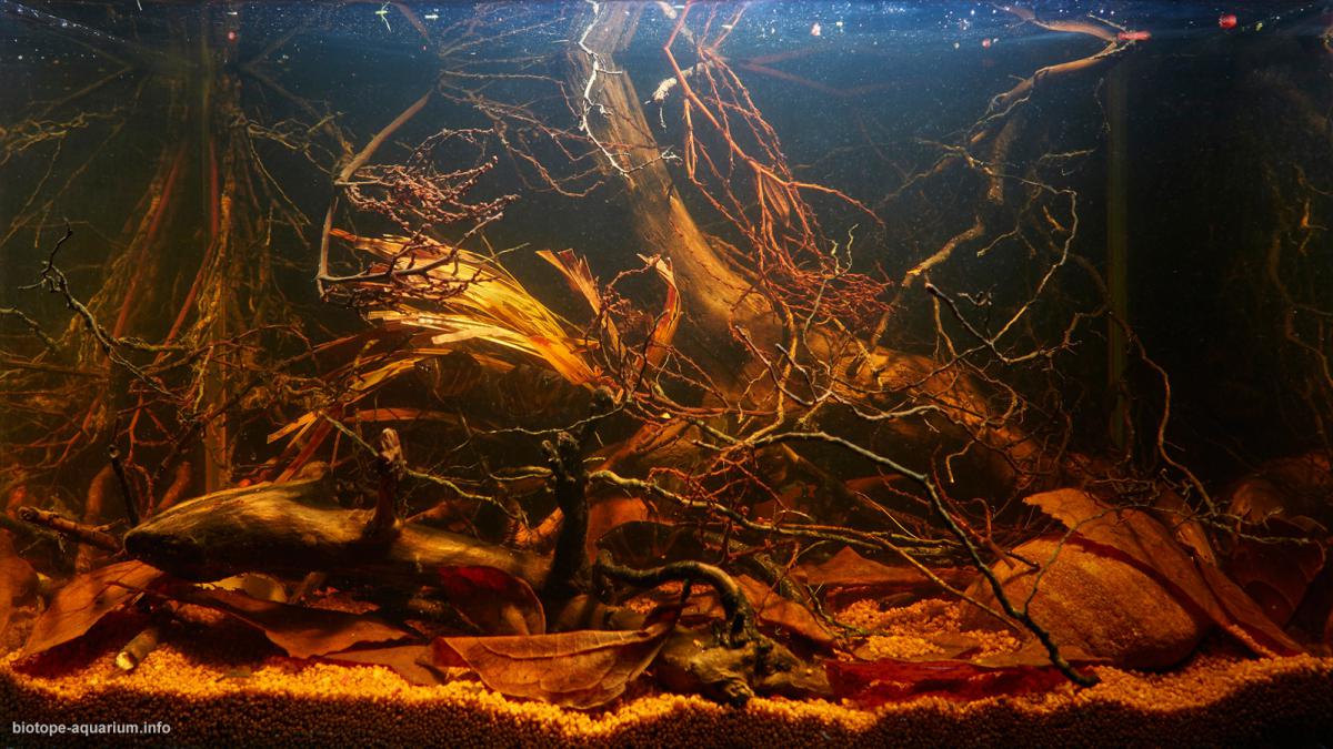 印尼 加里曼丹 布通克 巴里托河回水区 原生缸造景 18年第55名