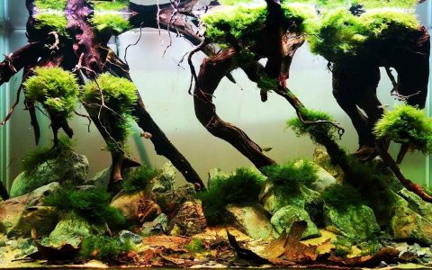 墨西哥新莱昂州圣安娜溪上游 原生缸造景 18年第57名