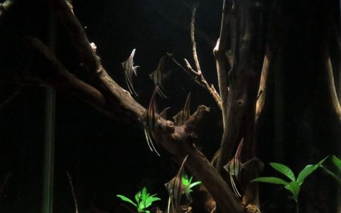 哥伦比亚 亚塔巴波河流域 水下森林 原生缸造景 18年第57名