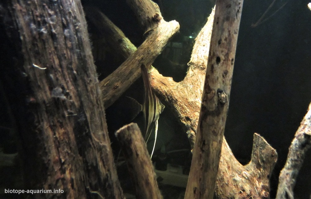 哥伦比亚 亚塔巴波河流域 水下森林 原生缸造景 18年第57名