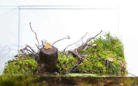 俄罗斯 列宁格勒州 姆申斯科耶沼泽 湿地池塘 原生缸造景 18年第67名