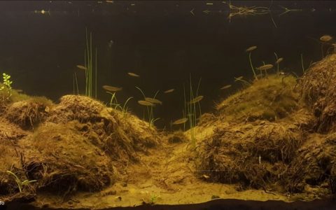 智利 科金博 埃尔库莱布龙湿地泛滥区 原生缸造景 18年第71名