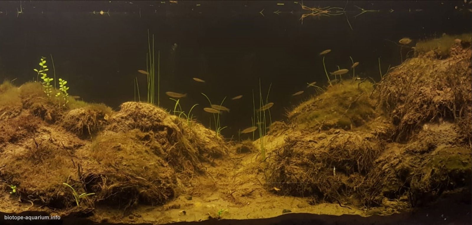 智利 科金博 埃尔库莱布龙湿地泛滥区 原生缸造景 18年第71名