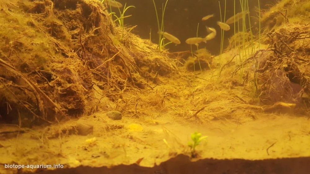 智利 科金博 埃尔库莱布龙湿地泛滥区 原生缸造景 18年第71名