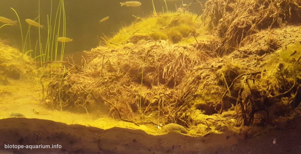智利 科金博 埃尔库莱布龙湿地泛滥区 原生缸造景 18年第71名