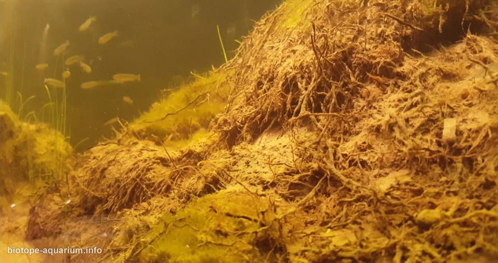 智利 科金博 埃尔库莱布龙湿地泛滥区 原生缸造景 18年第71名