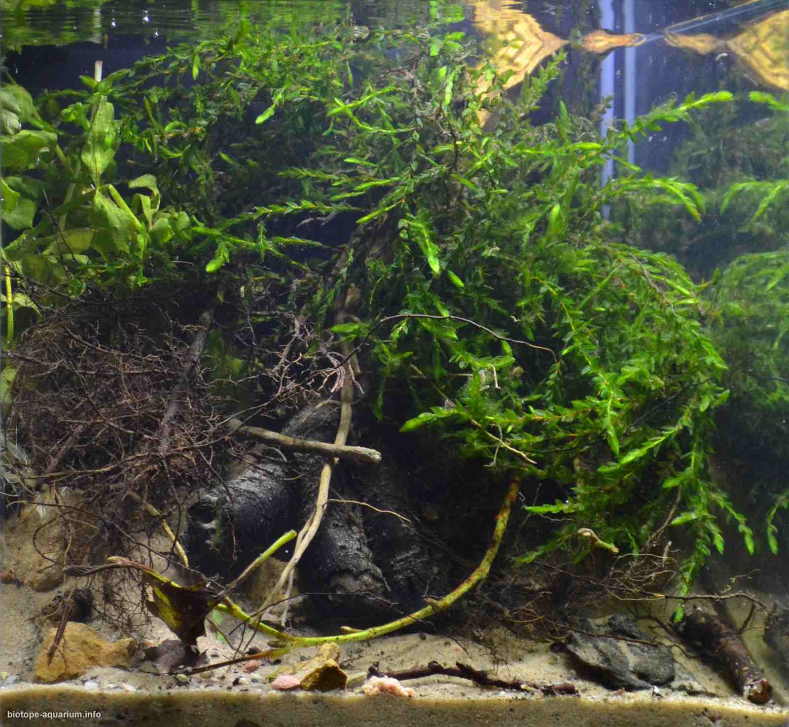 波兰扎维尔切拉克河杂草丛生河岸 原生缸造景 18年第71名