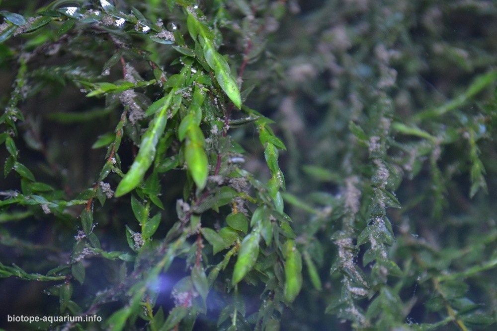 波兰扎维尔切拉克河杂草丛生河岸 原生缸造景 18年第71名