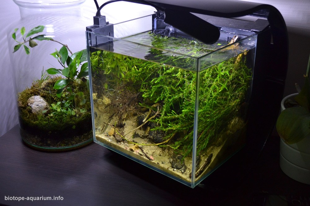 波兰扎维尔切拉克河杂草丛生河岸 原生缸造景 18年第71名