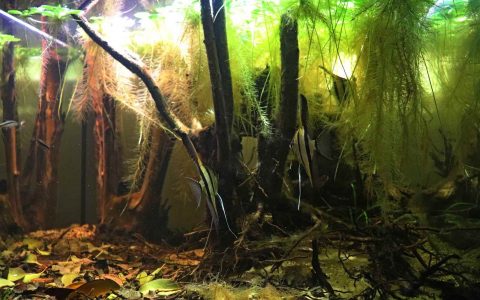 秘鲁 伊基托斯 纳奈河 伊塔亚河 交汇水域 原生缸造景 18年第71名