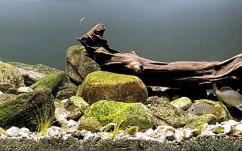韩国 洛东江支流灵江溪流 原生缸造景 18年第71名