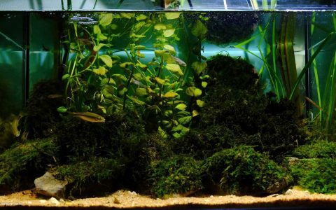 葡萄牙莱里亚利兹河泉源区 原生缸造景 18年第75名