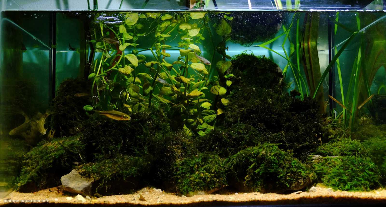 葡萄牙莱里亚利兹河泉源区 原生缸造景 18年第75名