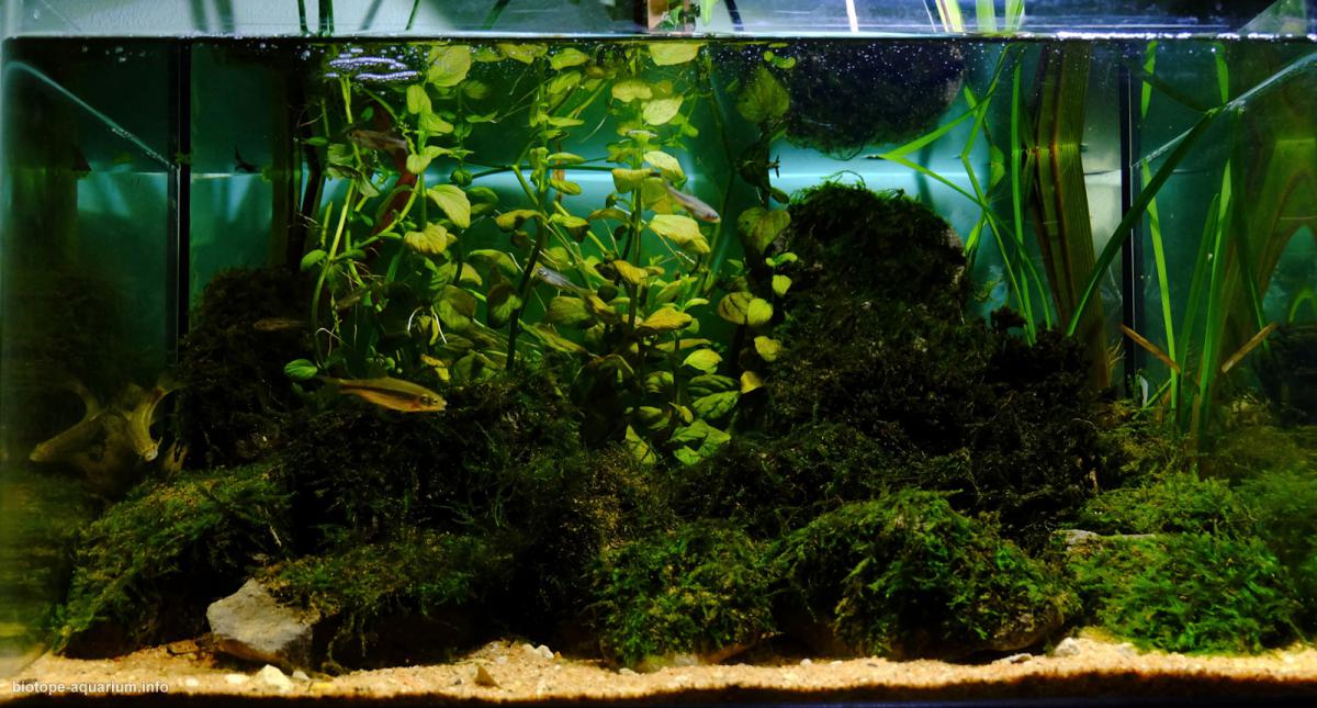 葡萄牙莱里亚利兹河泉源区 原生缸造景 18年第75名