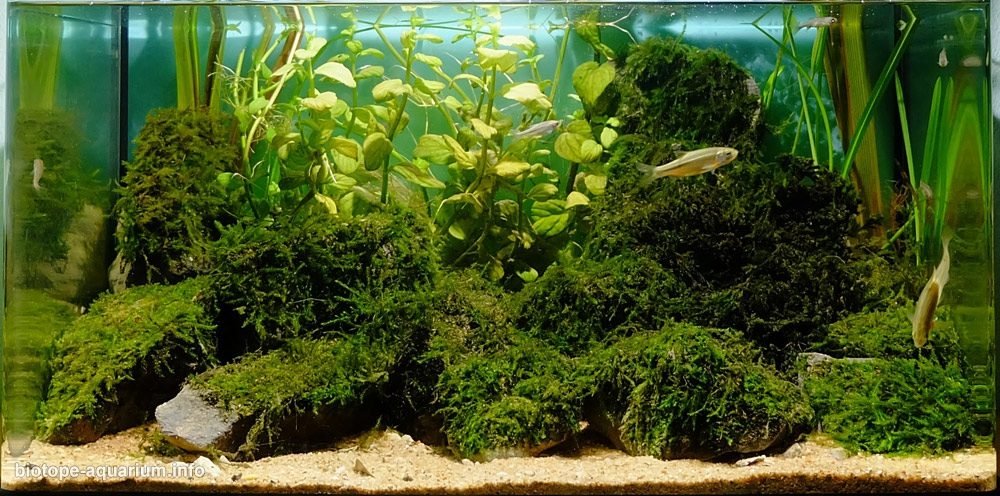 葡萄牙莱里亚利兹河泉源区 原生缸造景 18年第75名