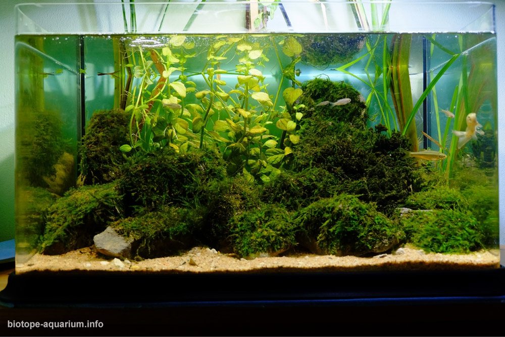 葡萄牙莱里亚利兹河泉源区 原生缸造景 18年第75名