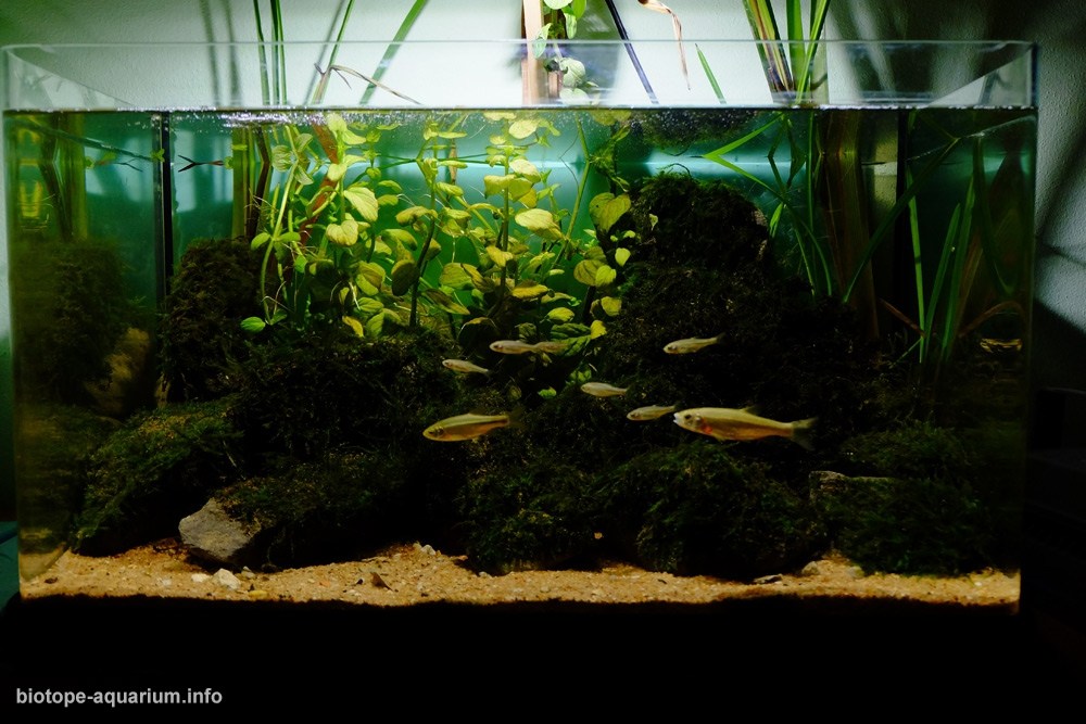 葡萄牙莱里亚利兹河泉源区 原生缸造景 18年第75名