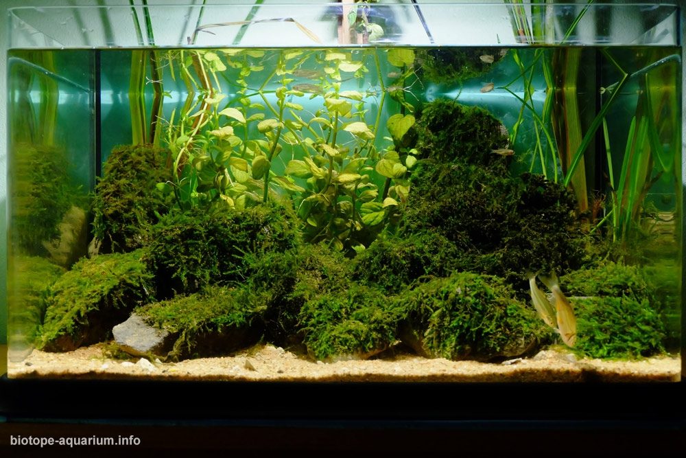 葡萄牙莱里亚利兹河泉源区 原生缸造景 18年第75名