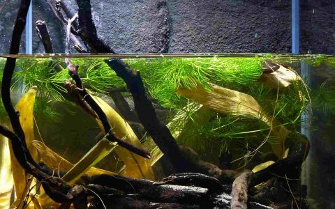 俄罗斯 列宁格勒州 奥泽尔诺耶沼泽保护区 浅水水道 原生缸造景 18年第76名