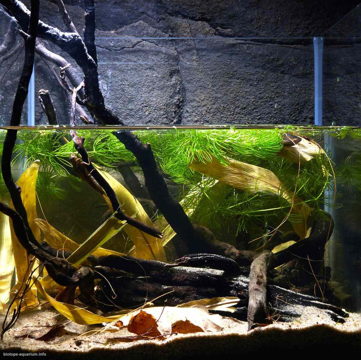 俄罗斯 列宁格勒州 奥泽尔诺耶沼泽保护区 浅水水道 原生缸造景 18年第76名