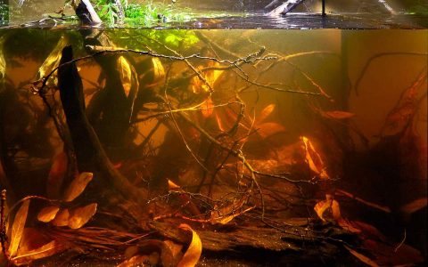 柬埔寨 洞里萨湖磅普鲁村附近干涸湖区 原生缸造景 18年第77名