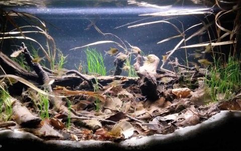 巴西塔帕若斯河阿尔特杜尚绿湖洪泛区 原生缸造景 18年第77名