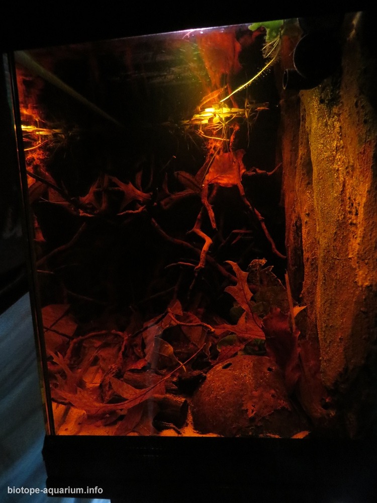 哥伦比亚 卡克塔河上游黑水河段 原生缸造景 18年第79名