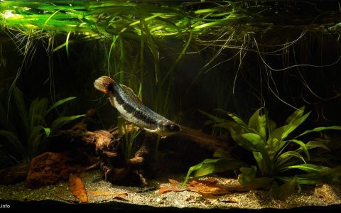 哥伦比亚普图马约河林间水道静水湾 原生缸造景 18年第84名