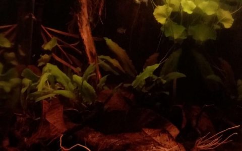 马来西亚 登嘉楼州 泥炭沼泽森林 原生缸造景 18年第88名
