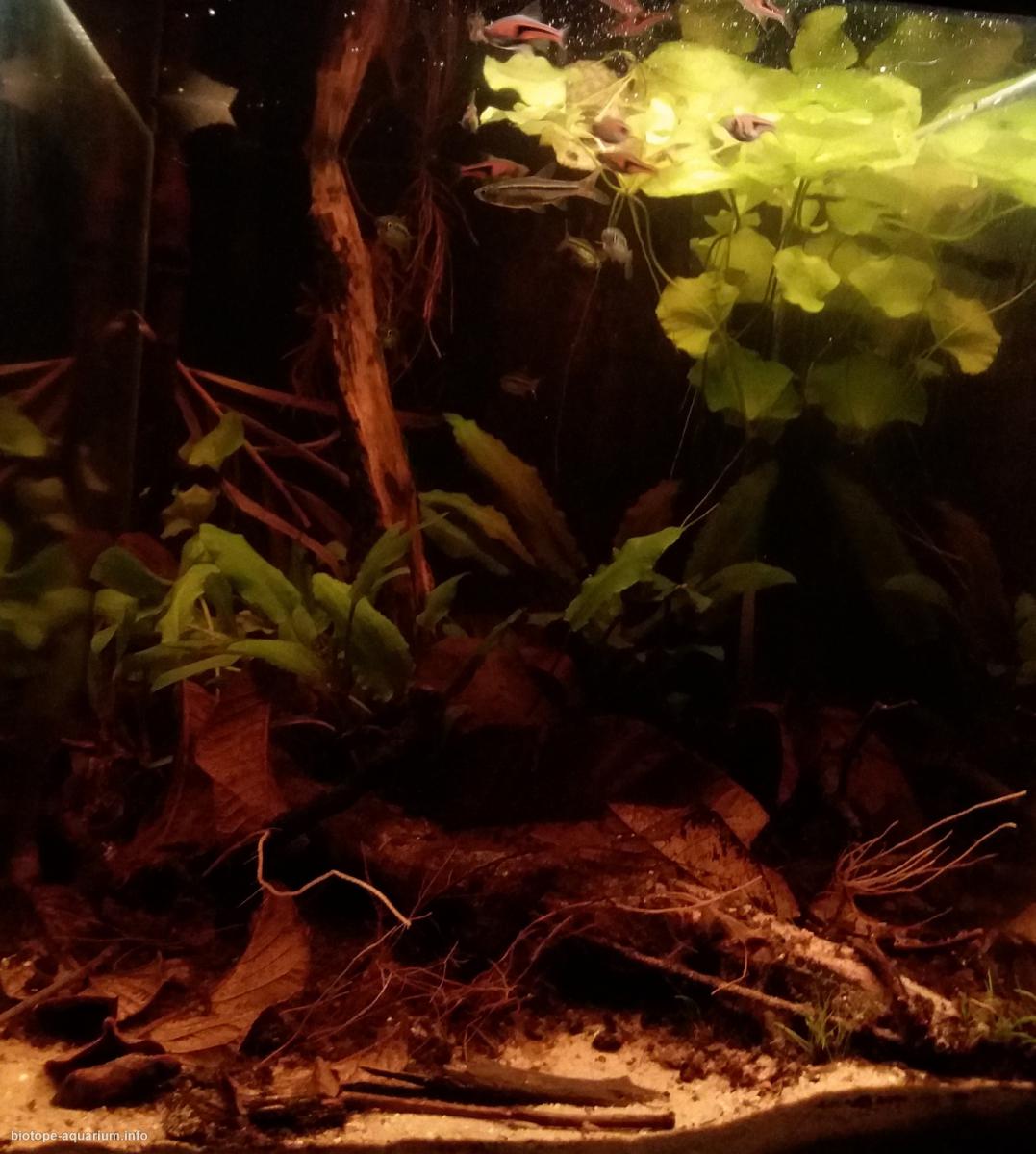马来西亚 登嘉楼州 泥炭沼泽森林 原生缸造景 18年第88名