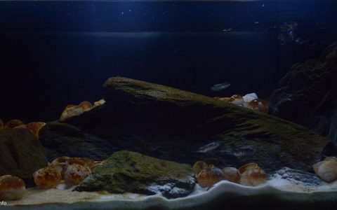 刚果（金）坦噶尼喀湖卡莱米以南贝壳沙岸 原生缸造景 18年第88名