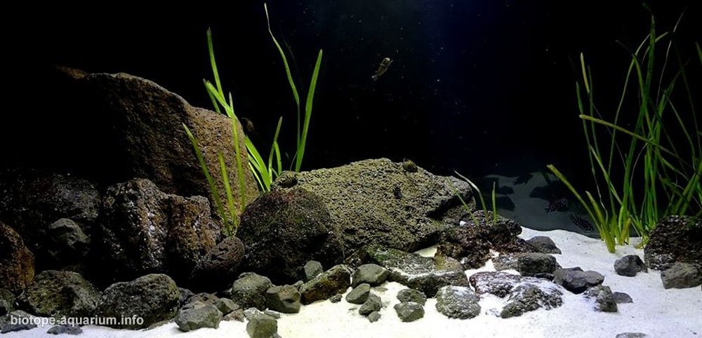 刚果(金) 坦噶尼喀湖 彭巴 原生缸造景 18年第91名
