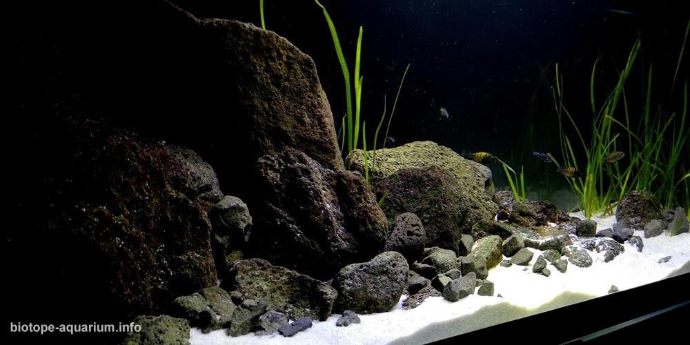 刚果(金) 坦噶尼喀湖 彭巴 原生缸造景 18年第91名