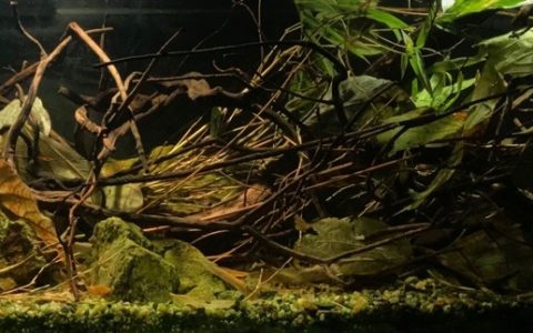 中国 广东汕尾 莲花山溪流 原生缸造景 18年第91名