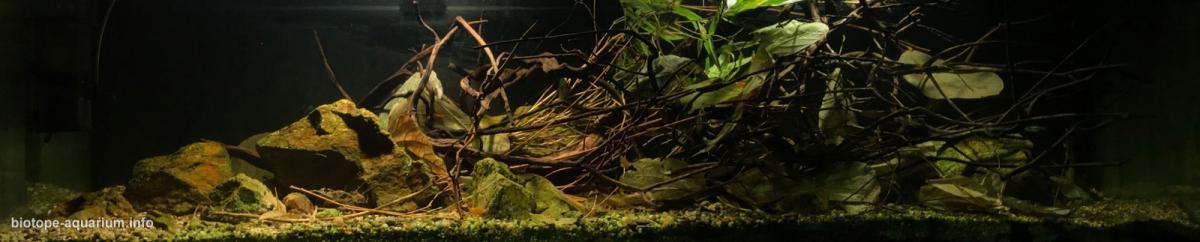 中国 广东汕尾 莲花山溪流 原生缸造景 18年第91名