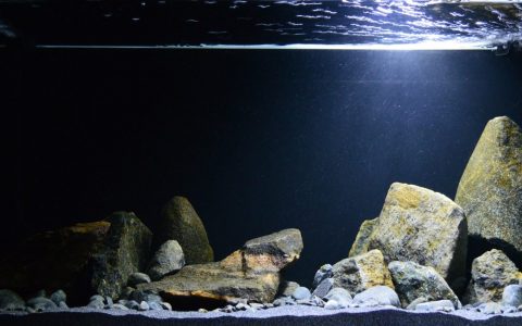 坦桑尼亚 坦噶尼喀湖 卡桑加 原生缸造景 18年第93名